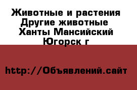 Животные и растения Другие животные. Ханты-Мансийский,Югорск г.